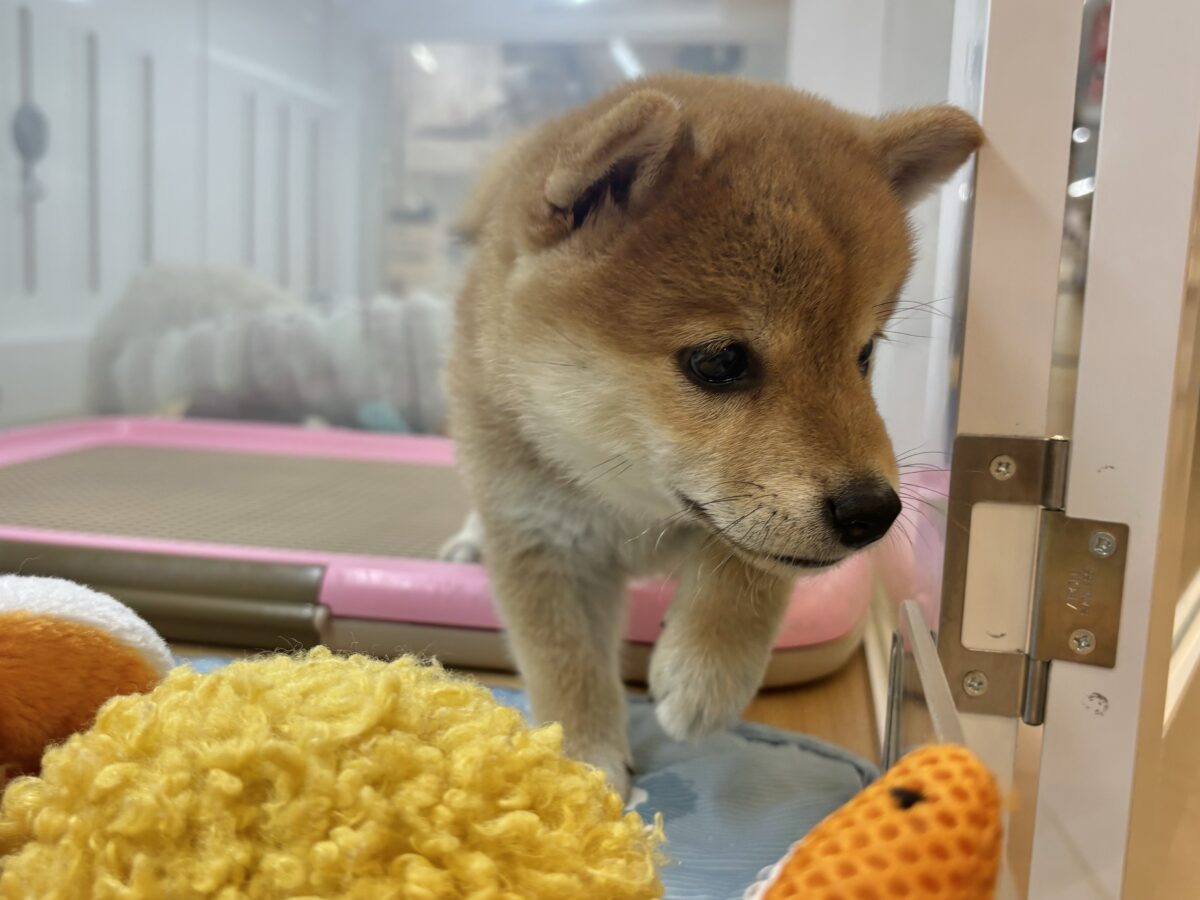 柴犬