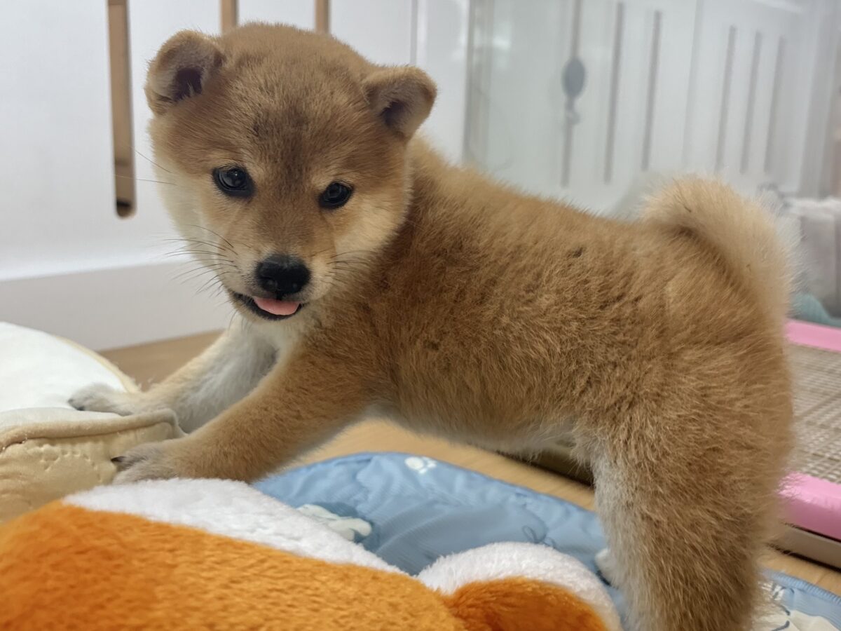 柴犬