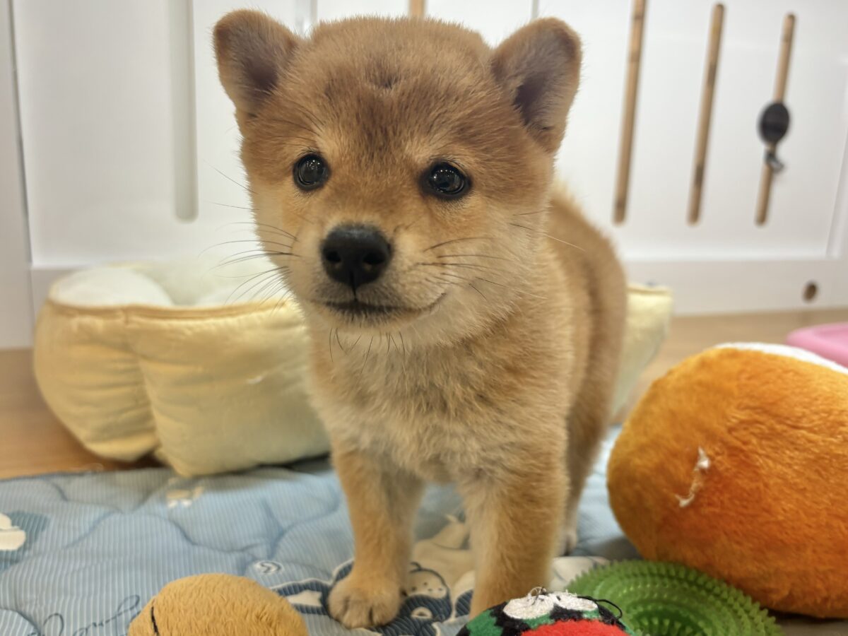 柴犬