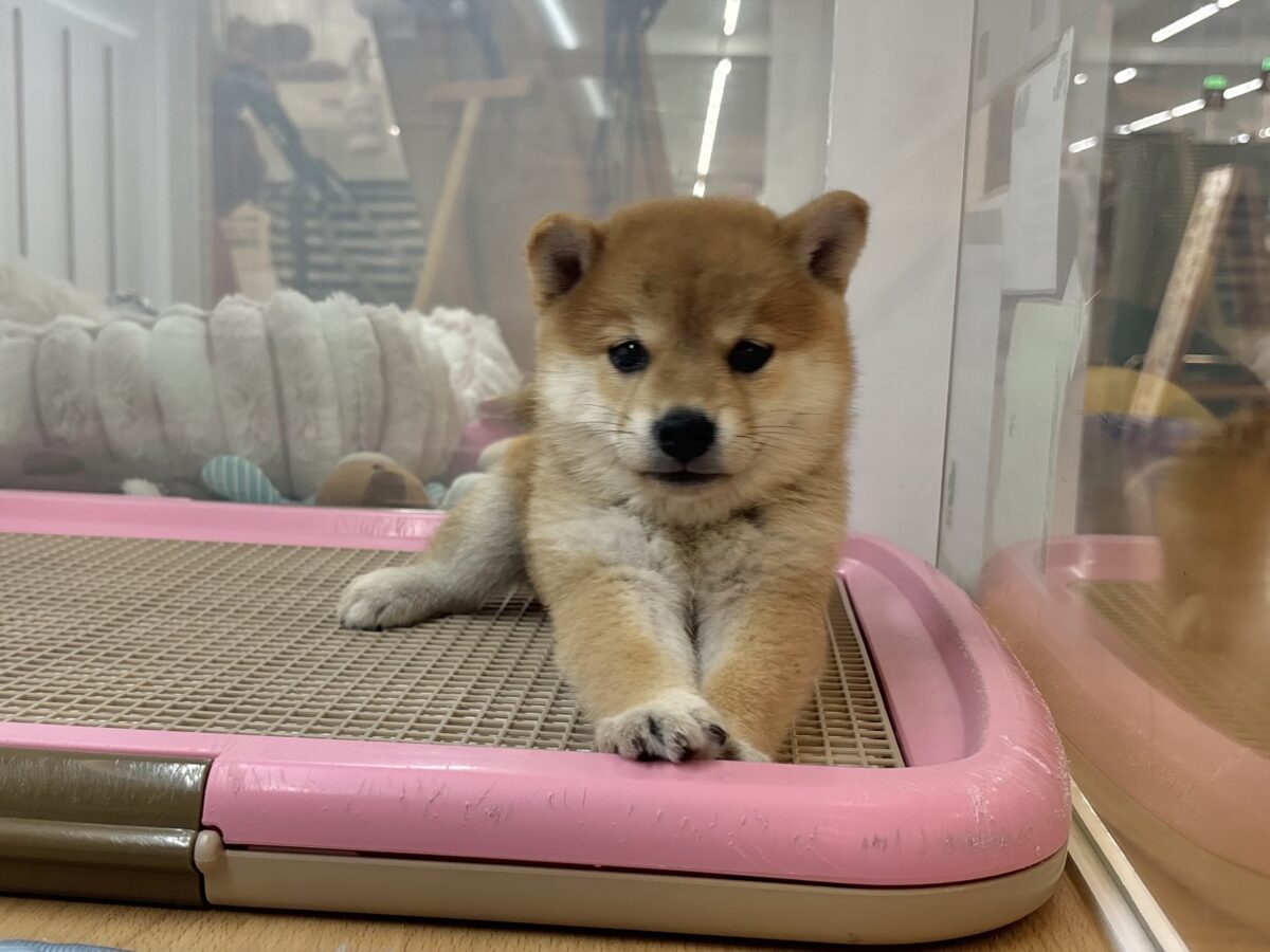 柴犬