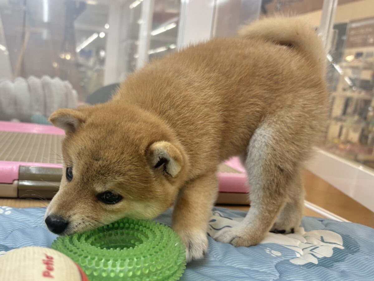 柴犬