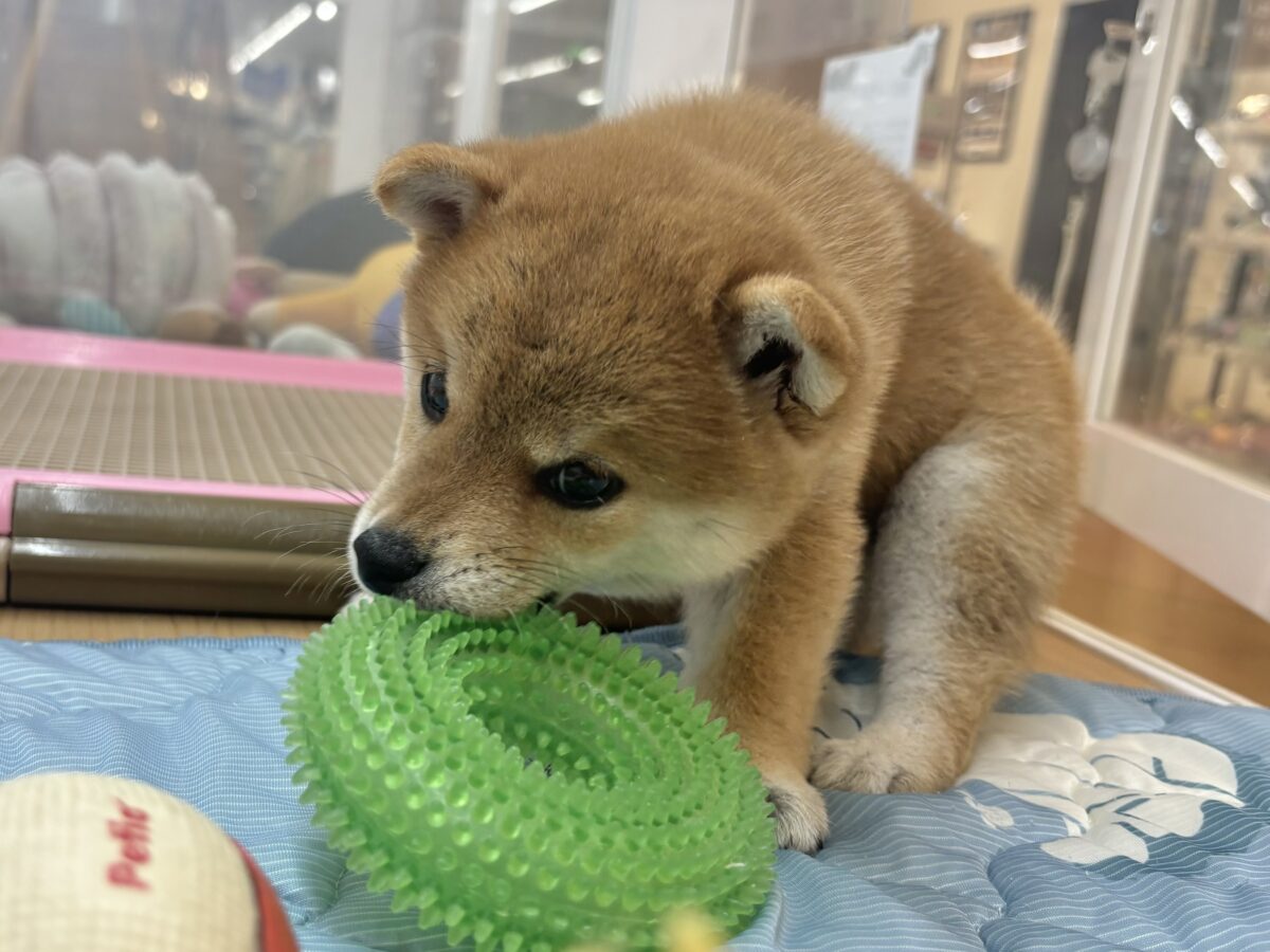 柴犬