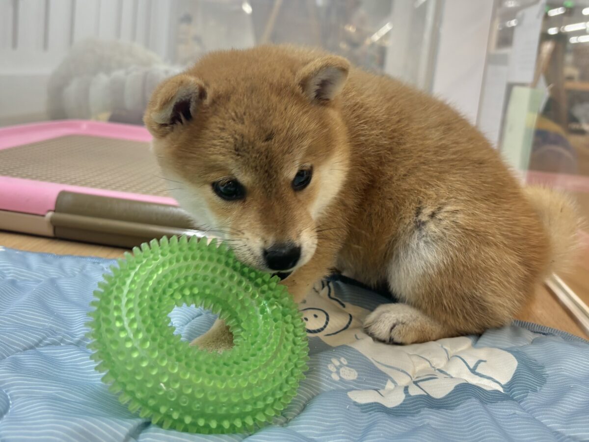 柴犬