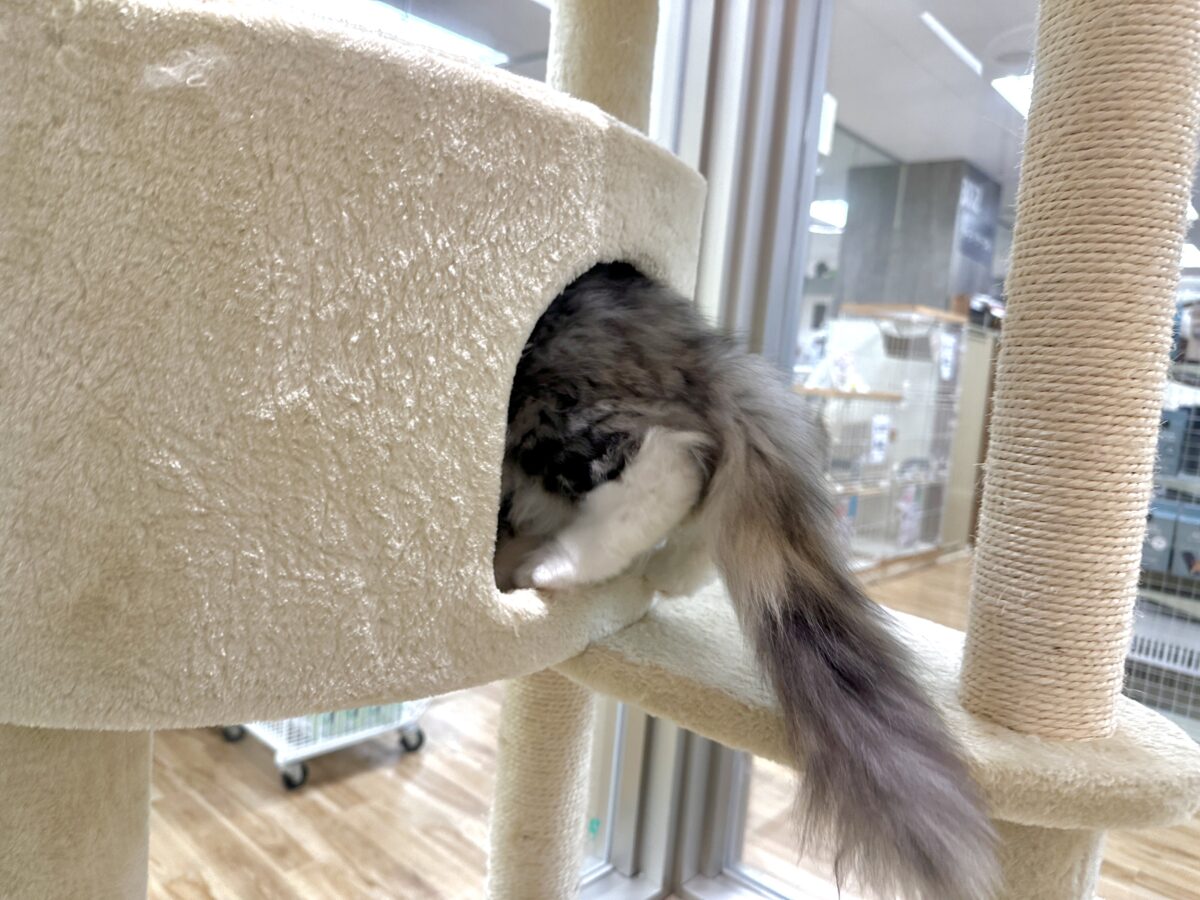 スコティッシュフォールド