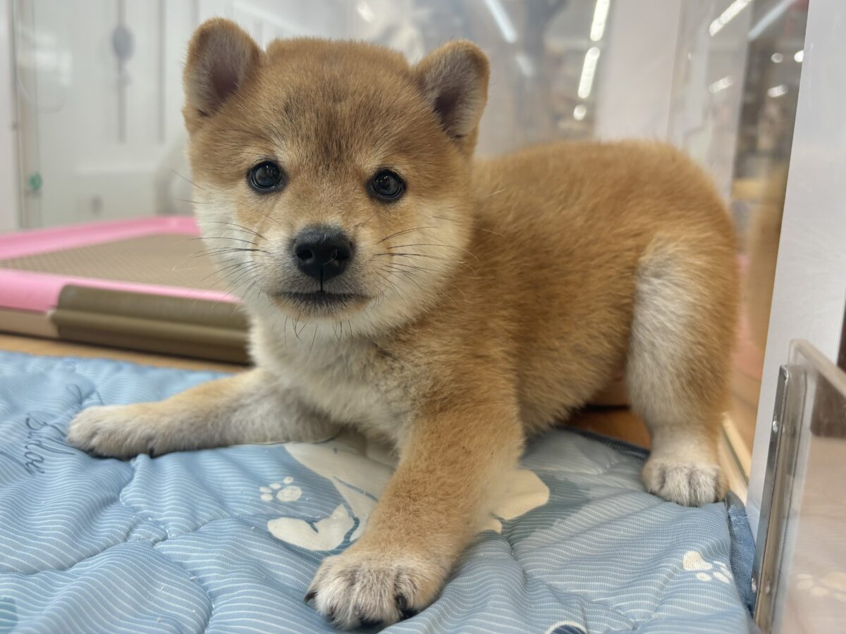 柴犬