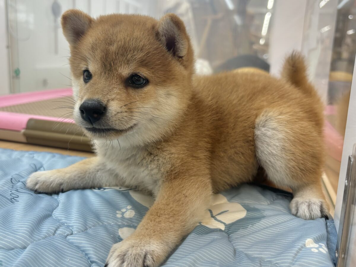 柴犬