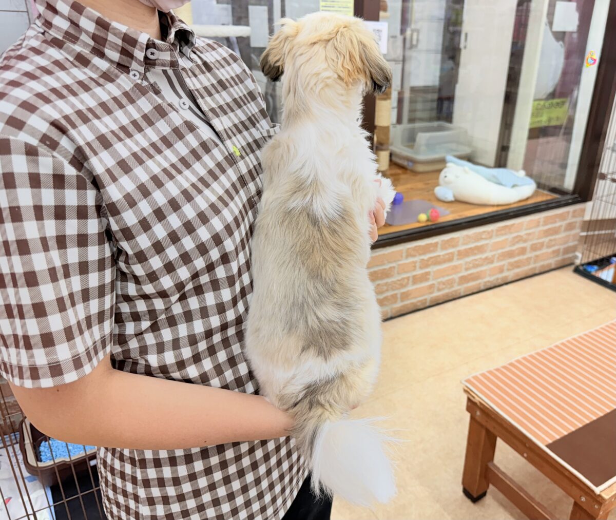 シーズー