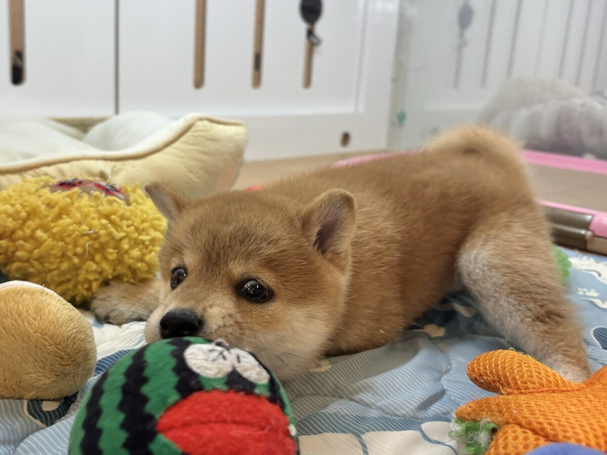 柴犬