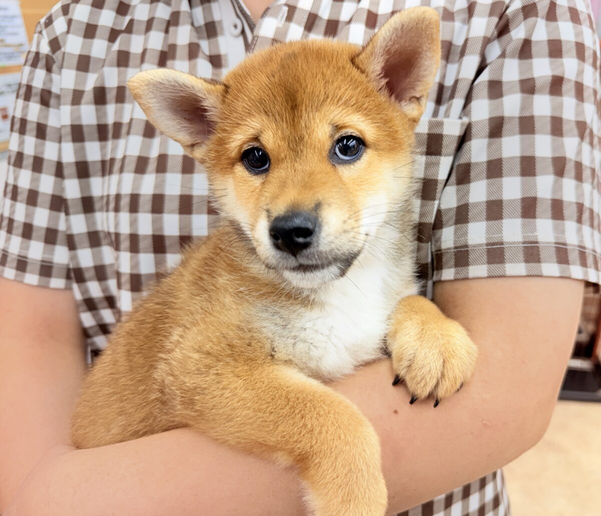 柴犬