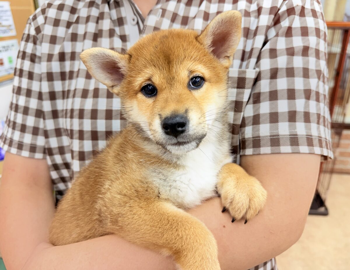 柴犬
