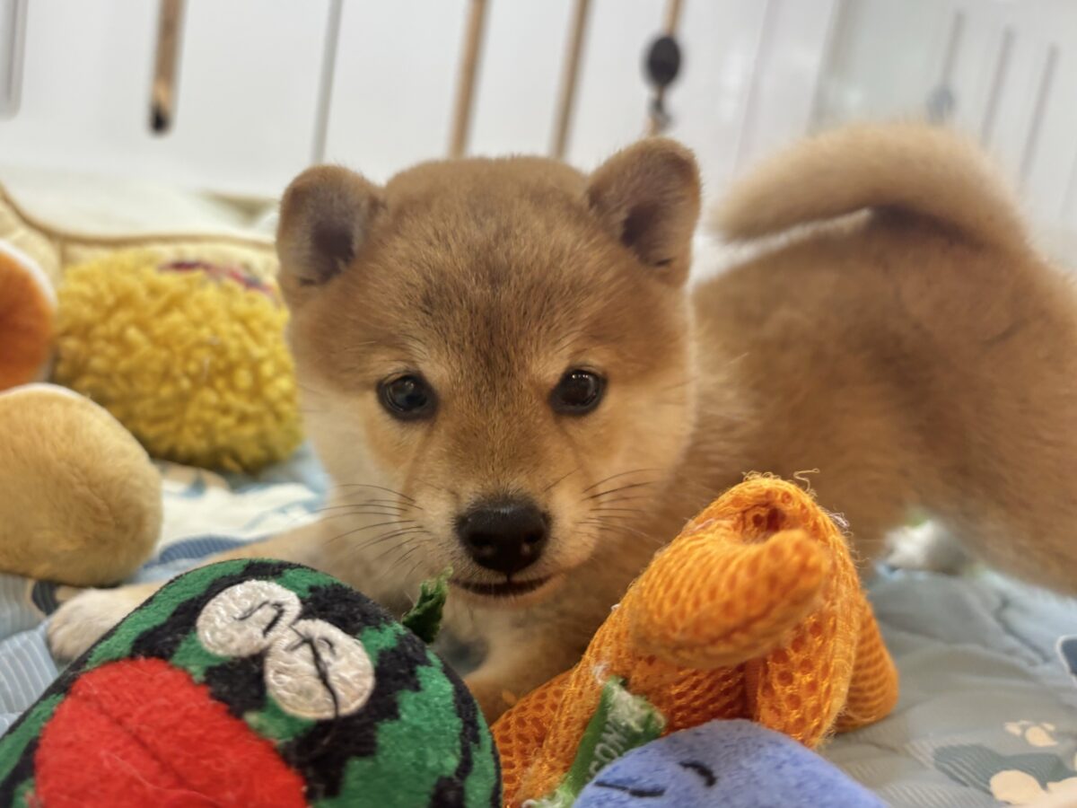 柴犬