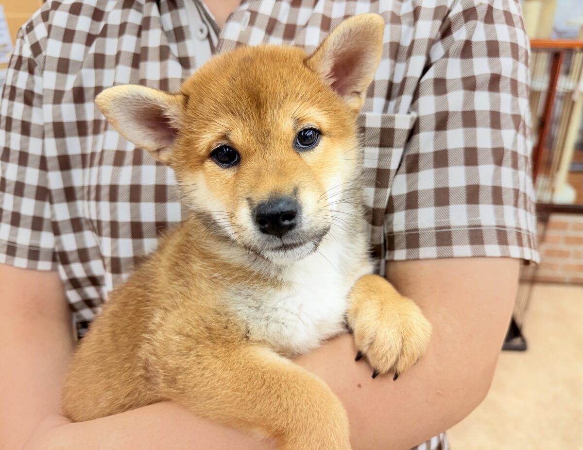 柴犬（赤）女の子♪おしゃべりするよ！