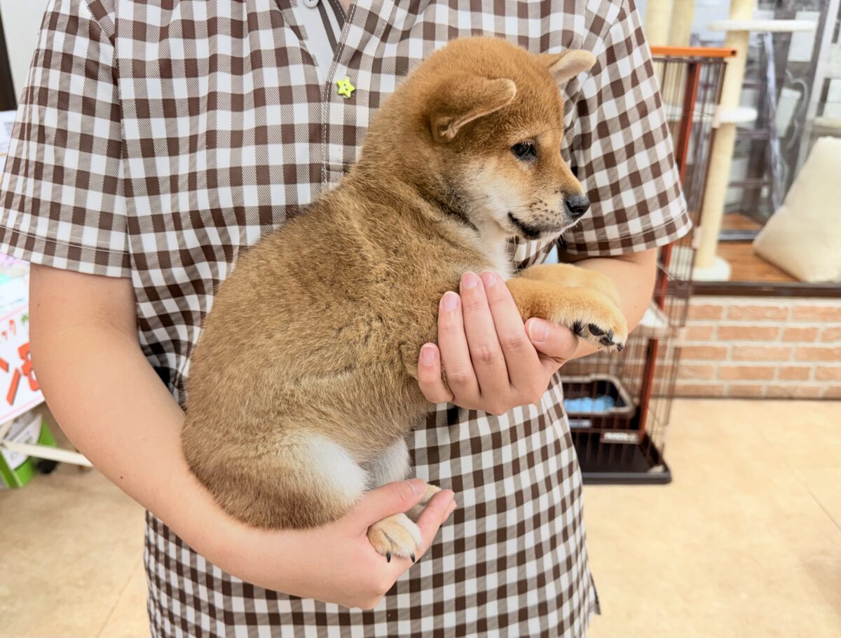柴犬