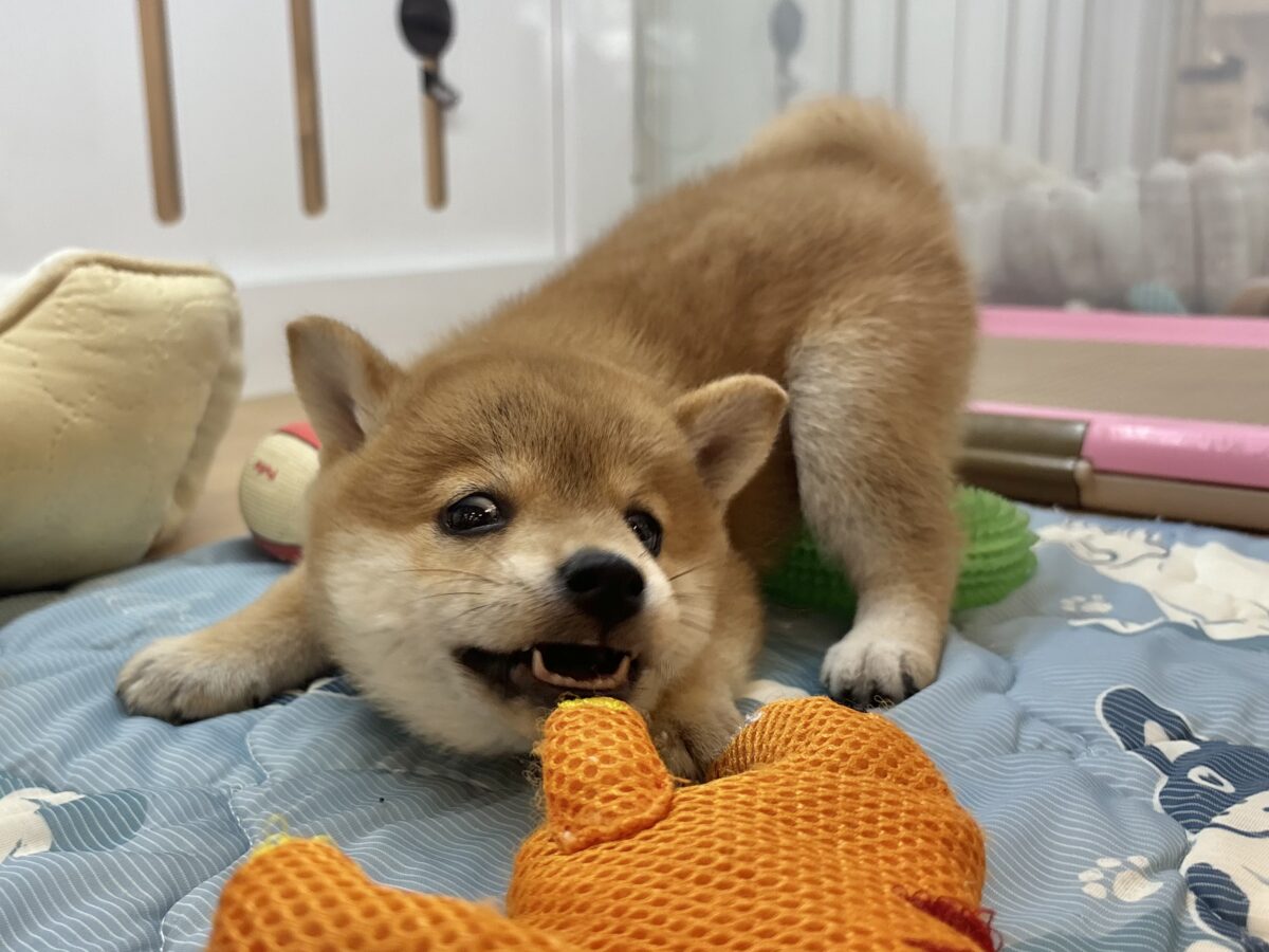 柴犬