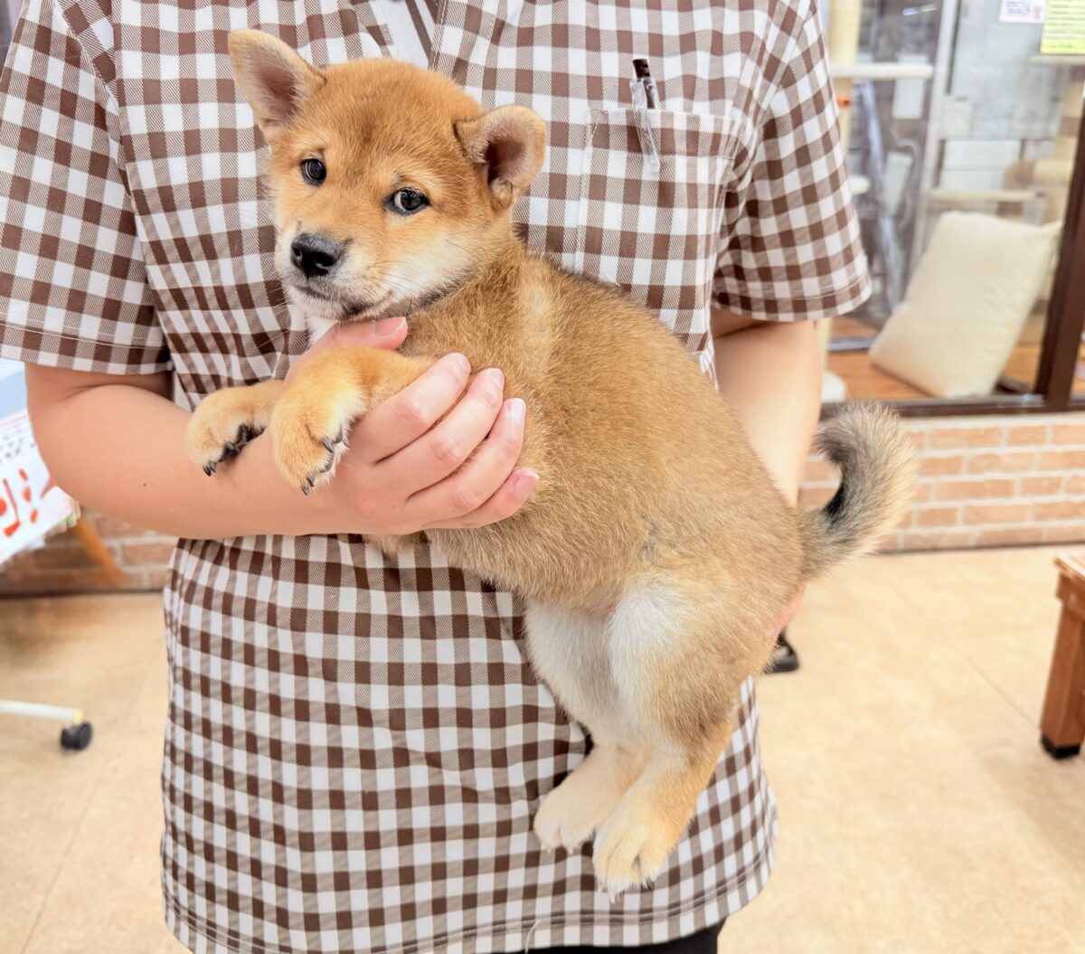 柴犬