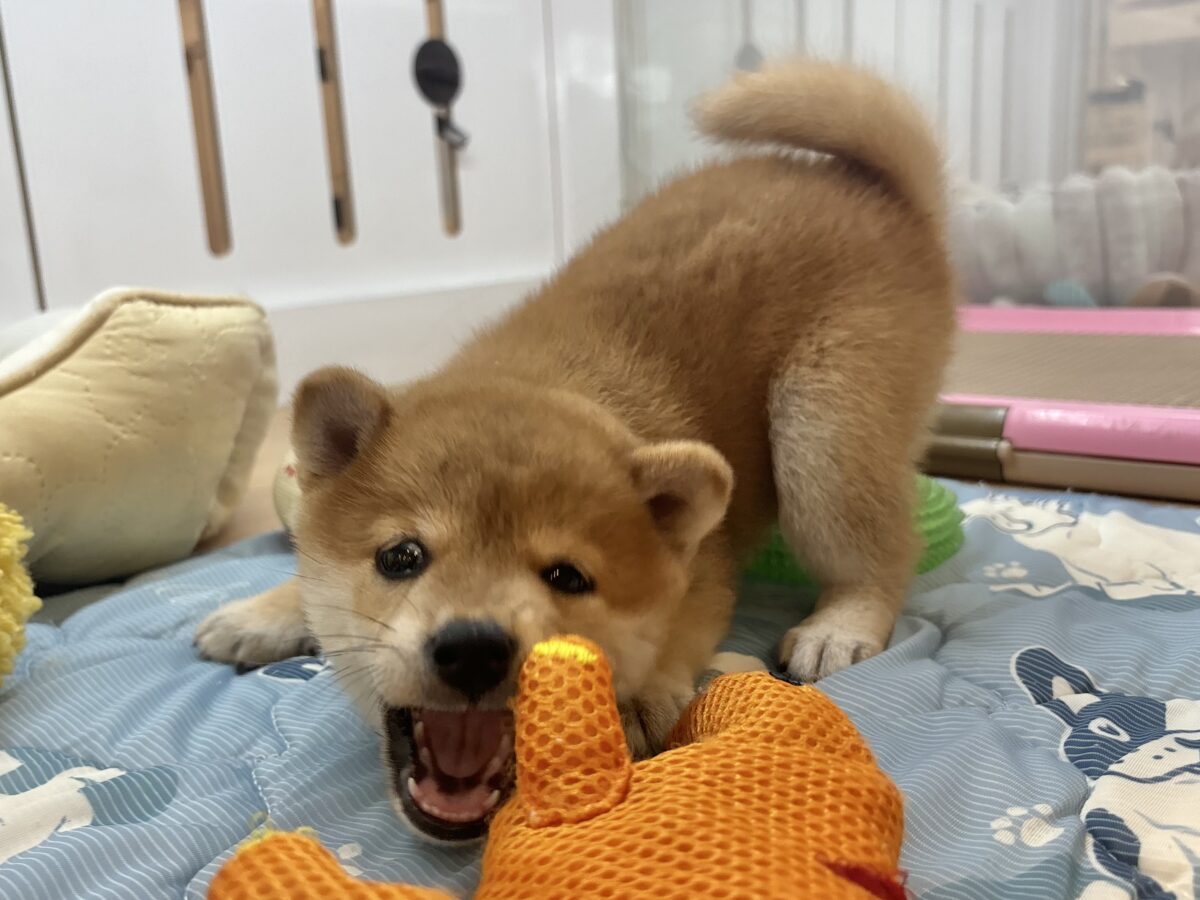 柴犬