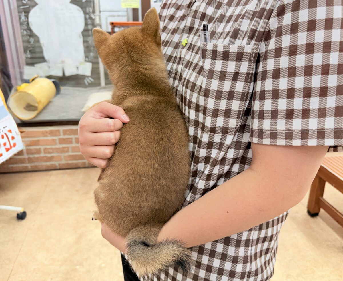 柴犬