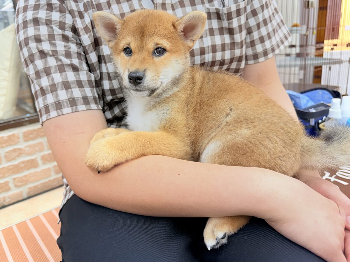 柴犬