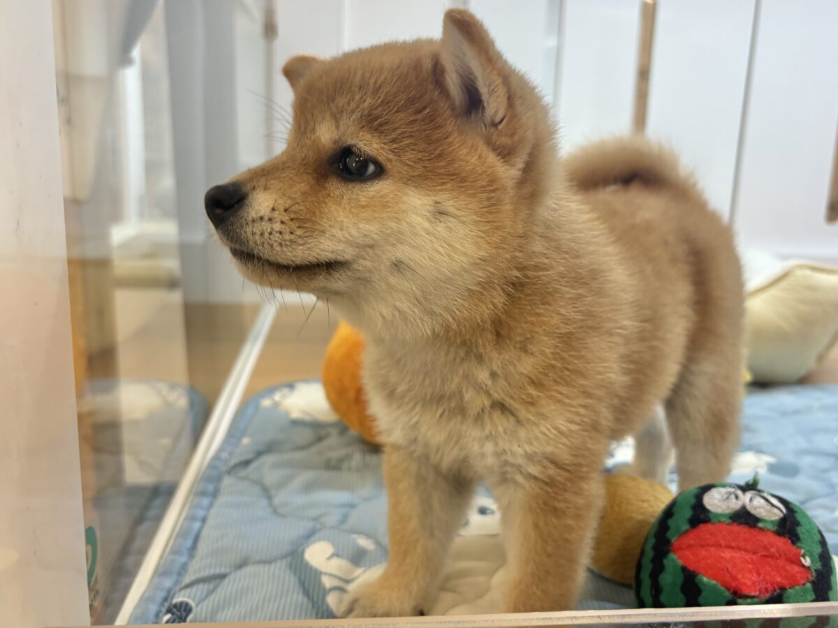 柴犬
