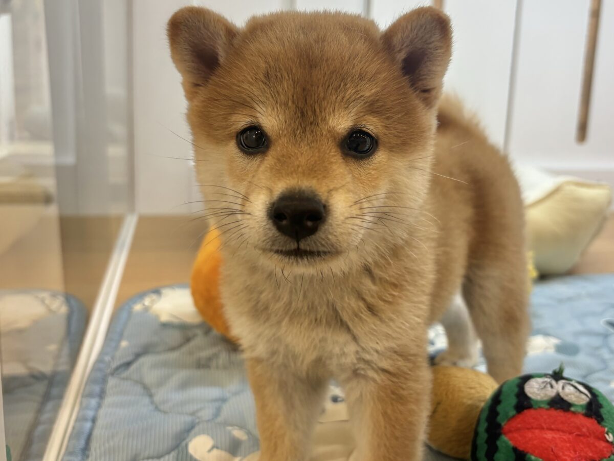 柴犬