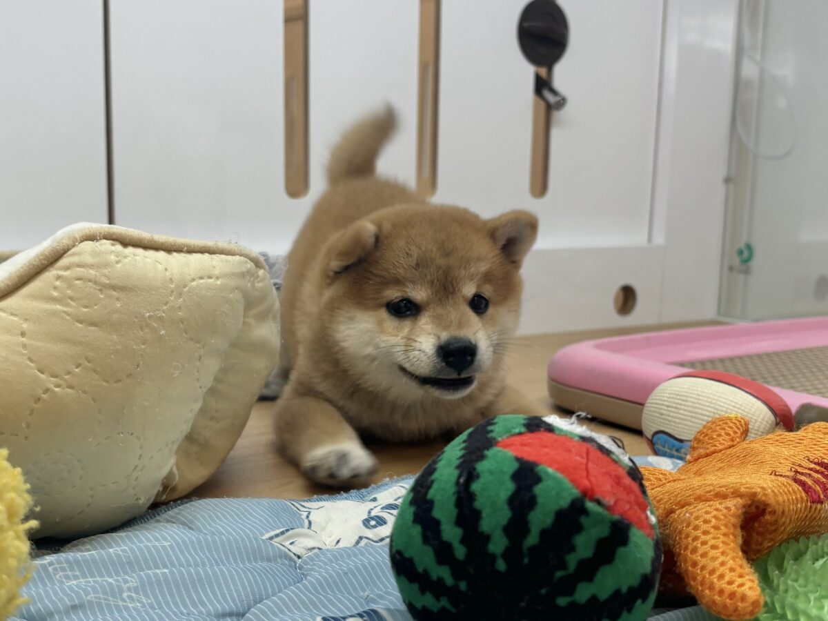 柴犬