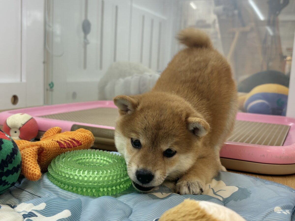 柴犬