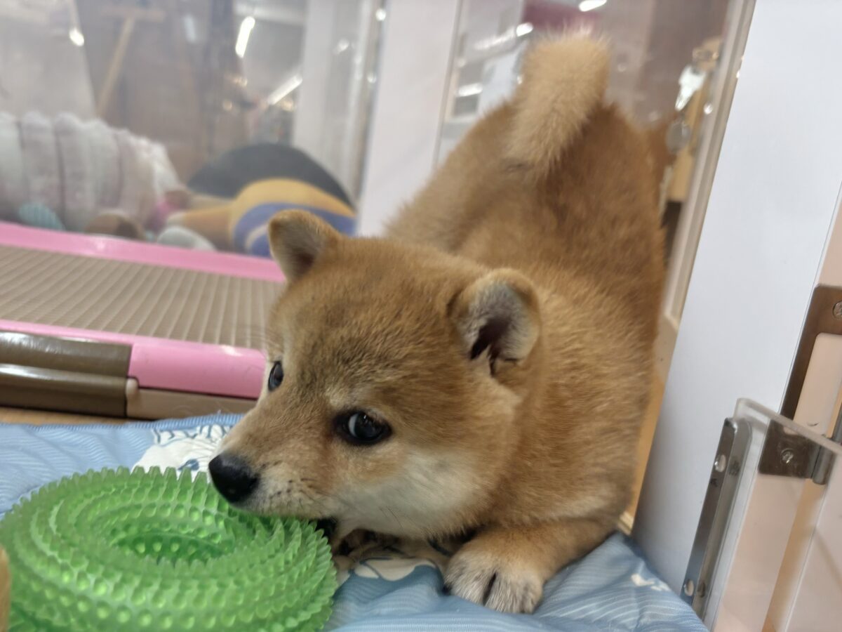 柴犬