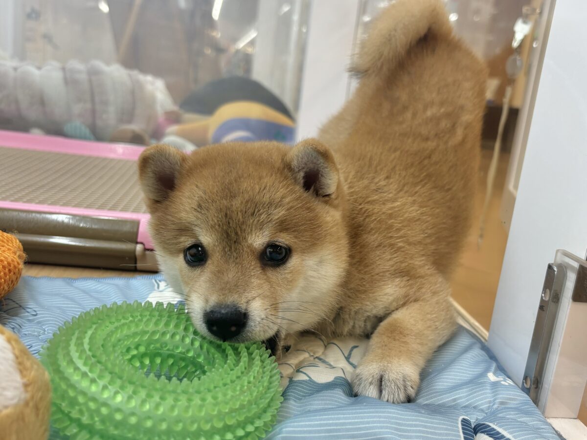 柴犬