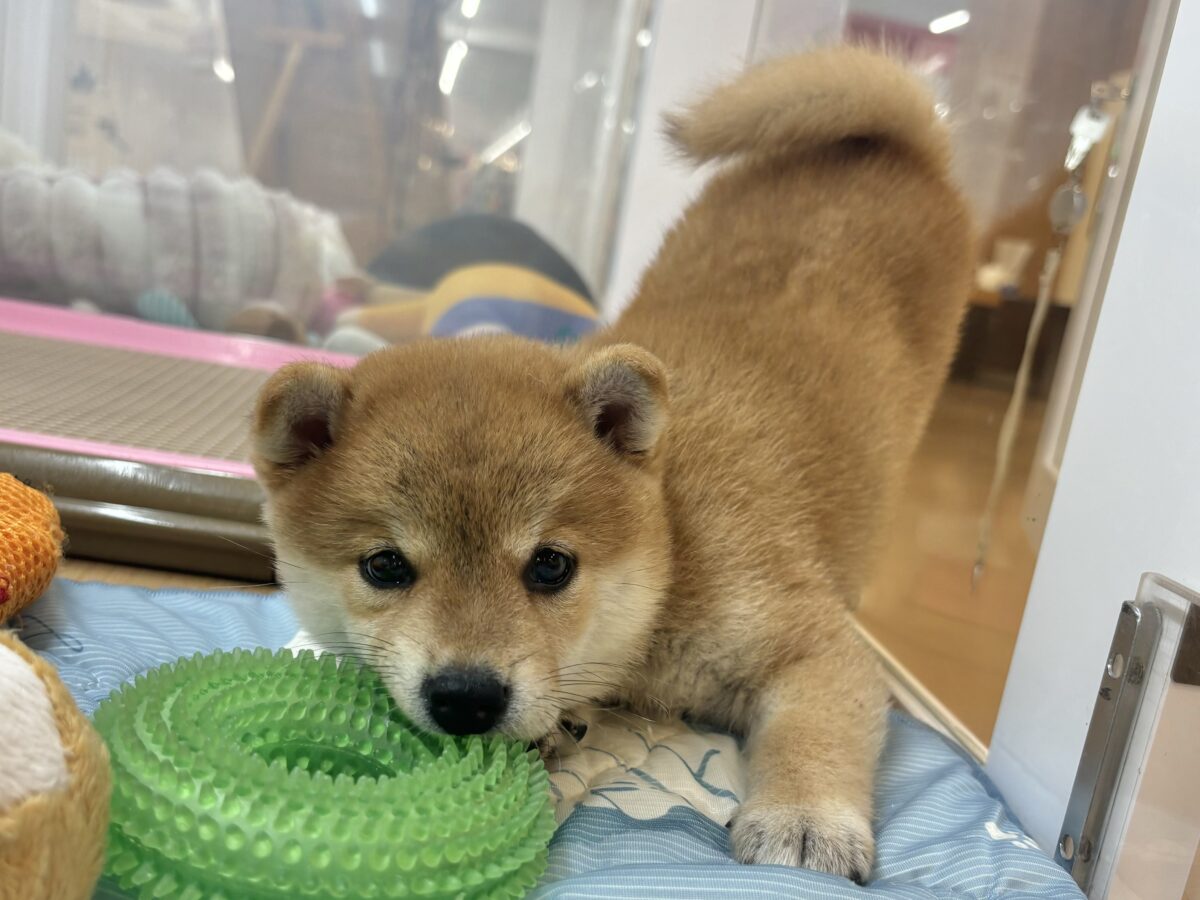 柴犬