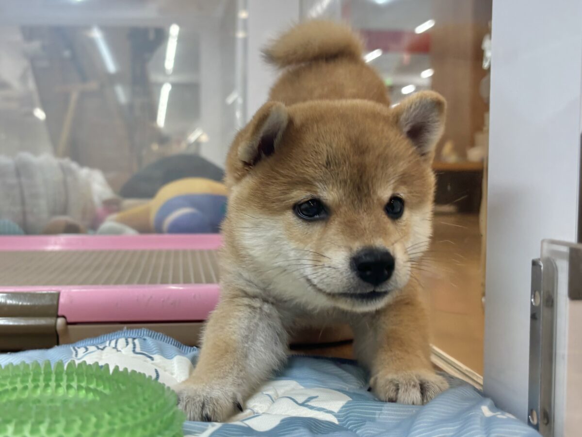 柴犬