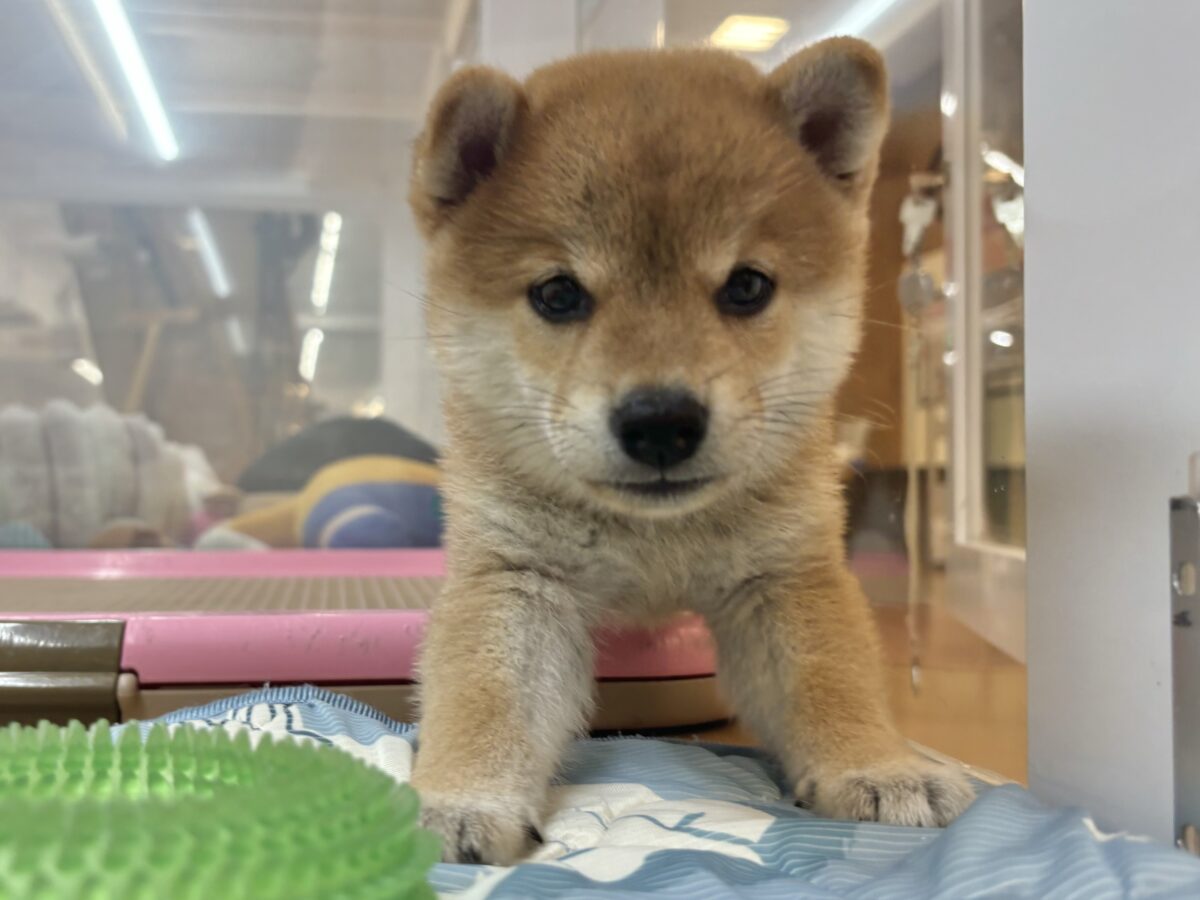 柴犬