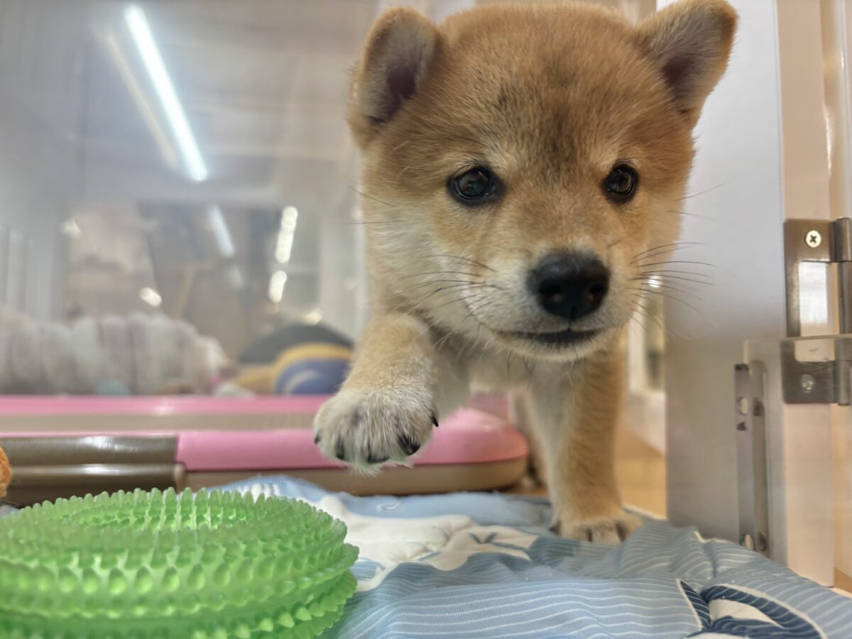 柴犬