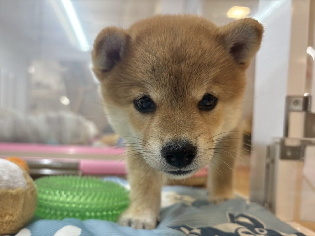 柴犬