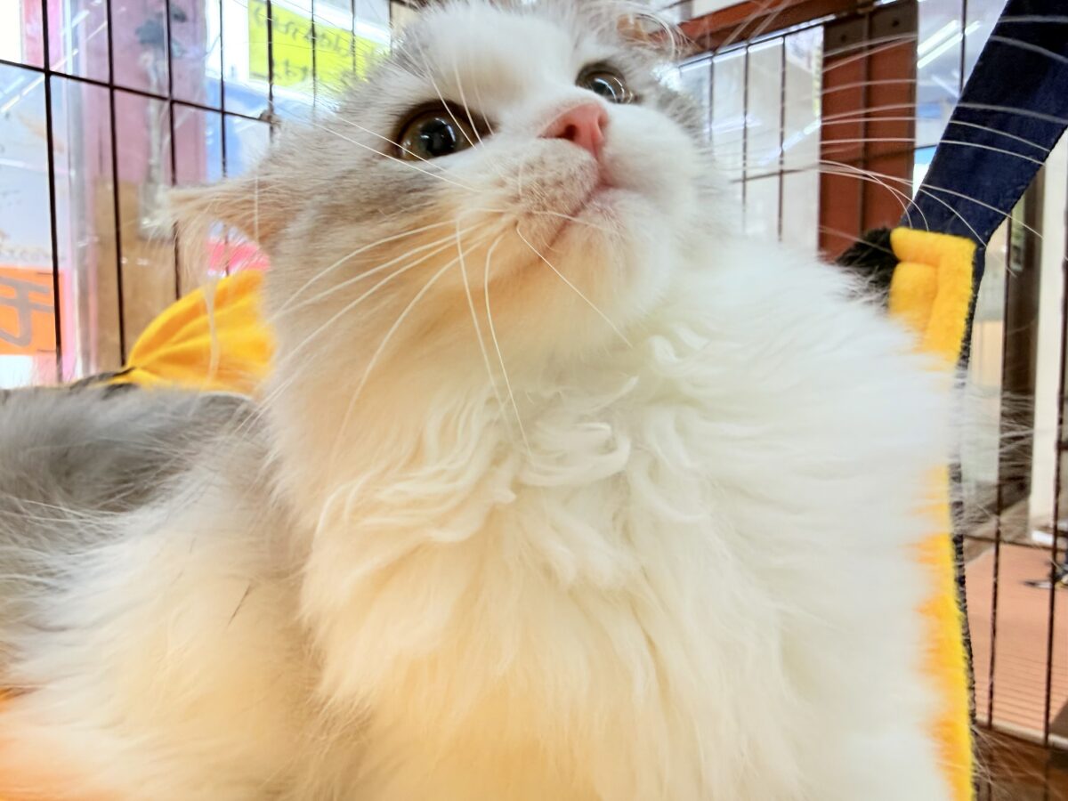 ラガマフィン
