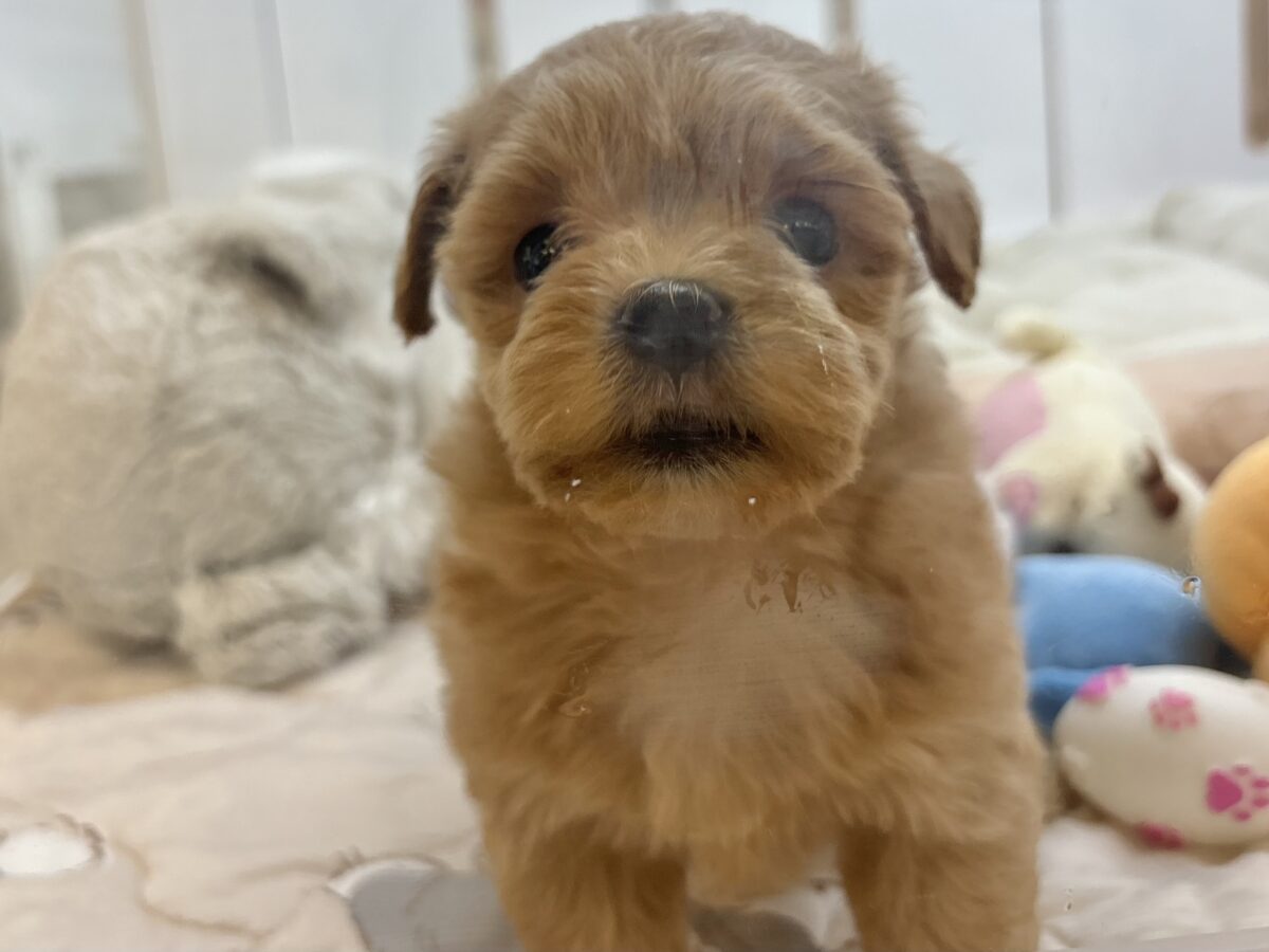 ポメプー