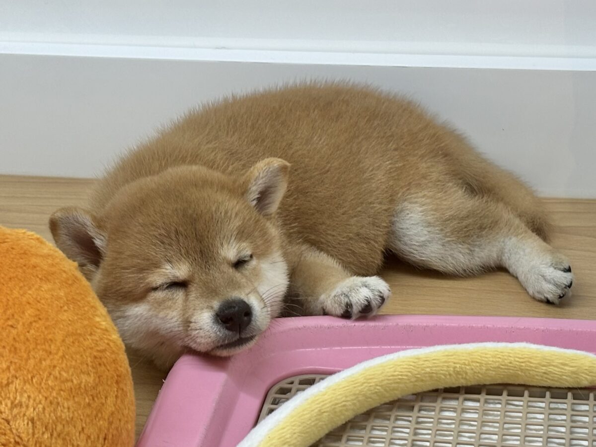 柴犬