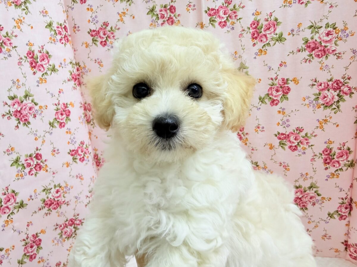 ハーフ犬（トイプードル×ビションフリーゼ）女の子♪フワフワわたあめ🍬