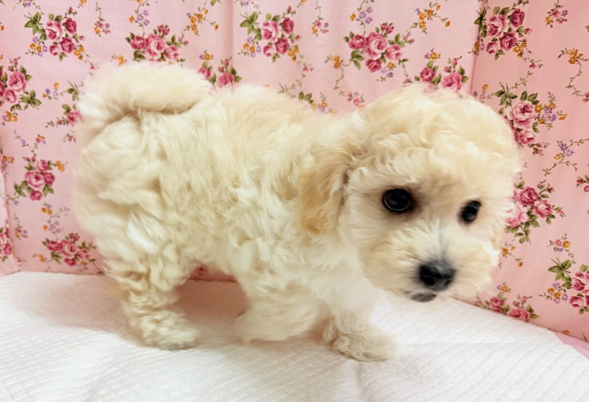 ビションプー