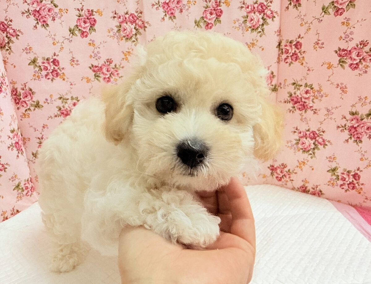 ビションプー