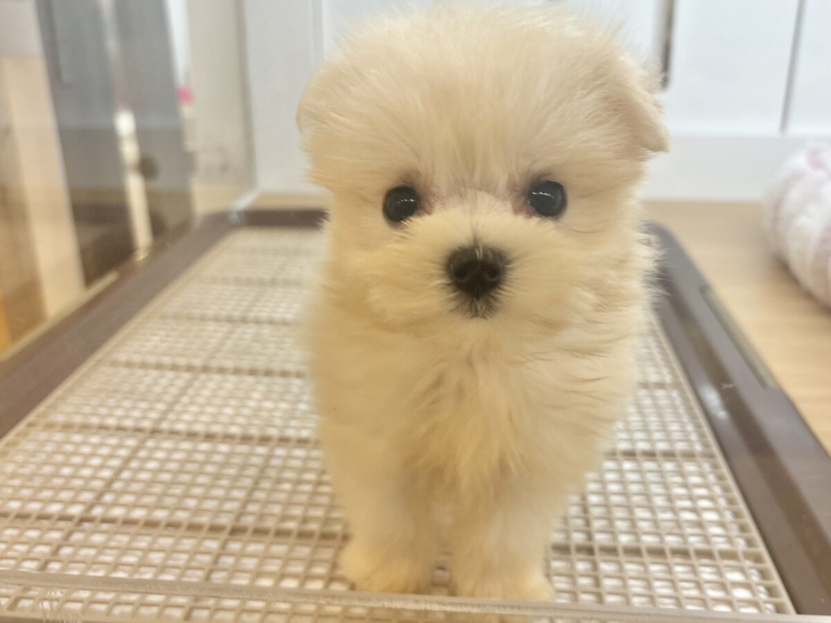 かわい子ちゃんみ〜〜つけ〜たっ♥チワマルちゃん！