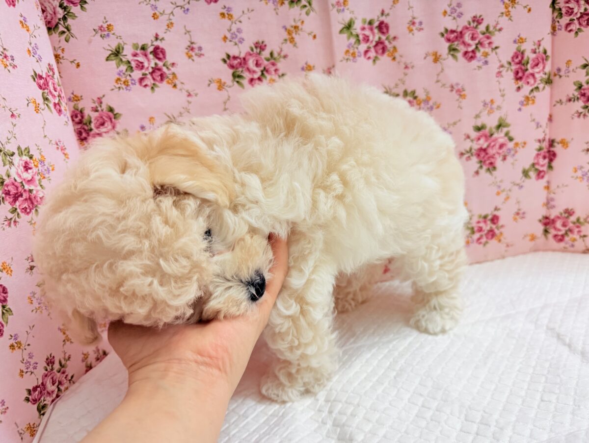 ビションプー