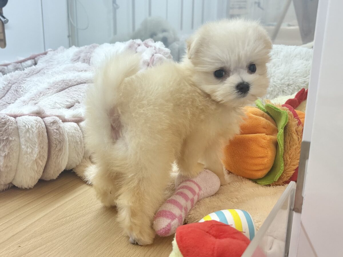 チワマル（マルチワ）