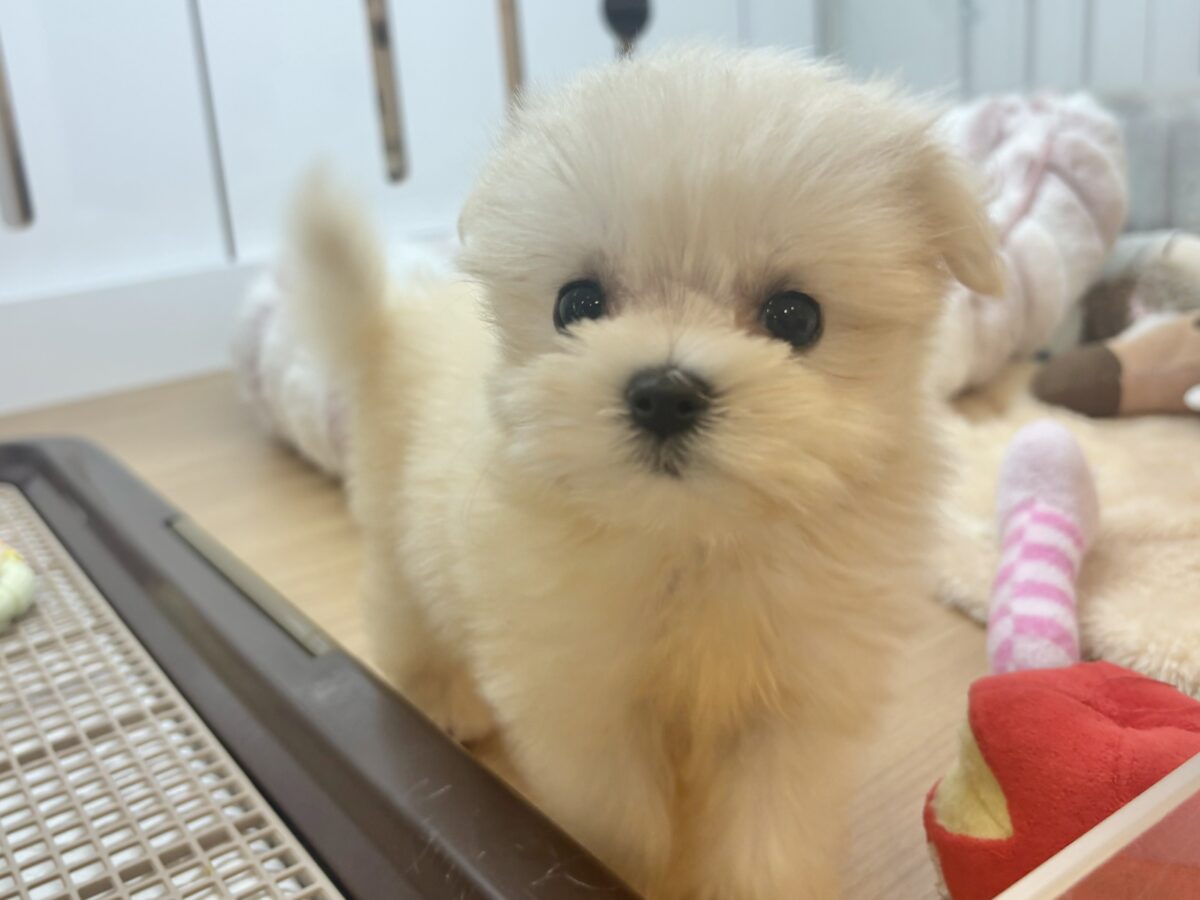 チワマル（マルチワ）