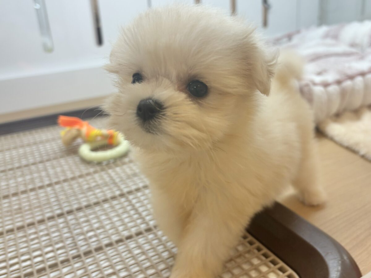 チワマル（マルチワ）