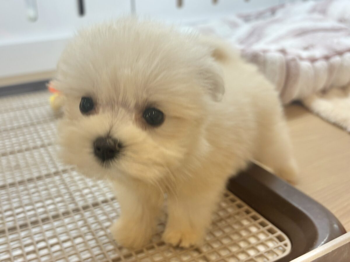 チワマル（マルチワ）
