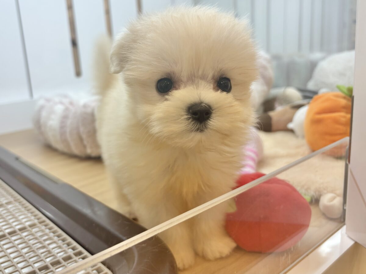 チワマル（マルチワ）