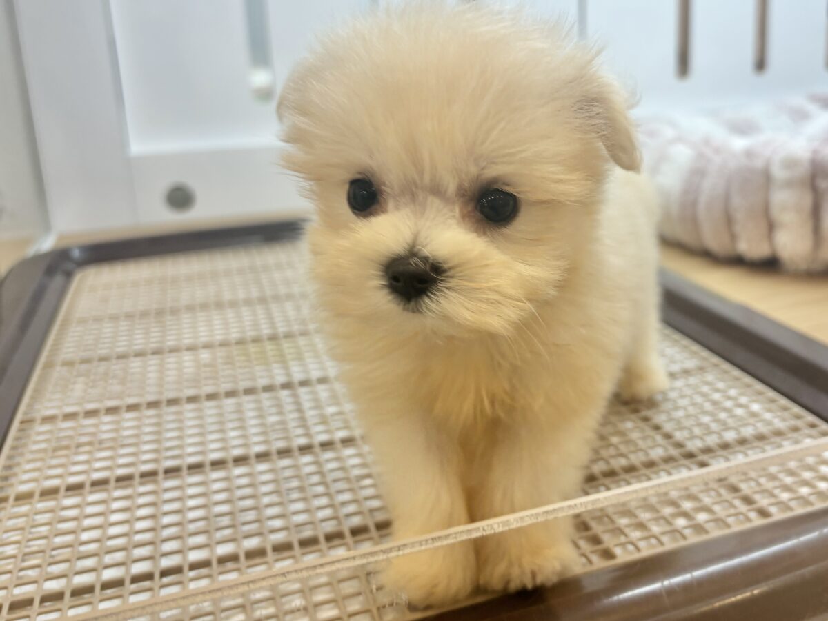 チワマル（マルチワ）