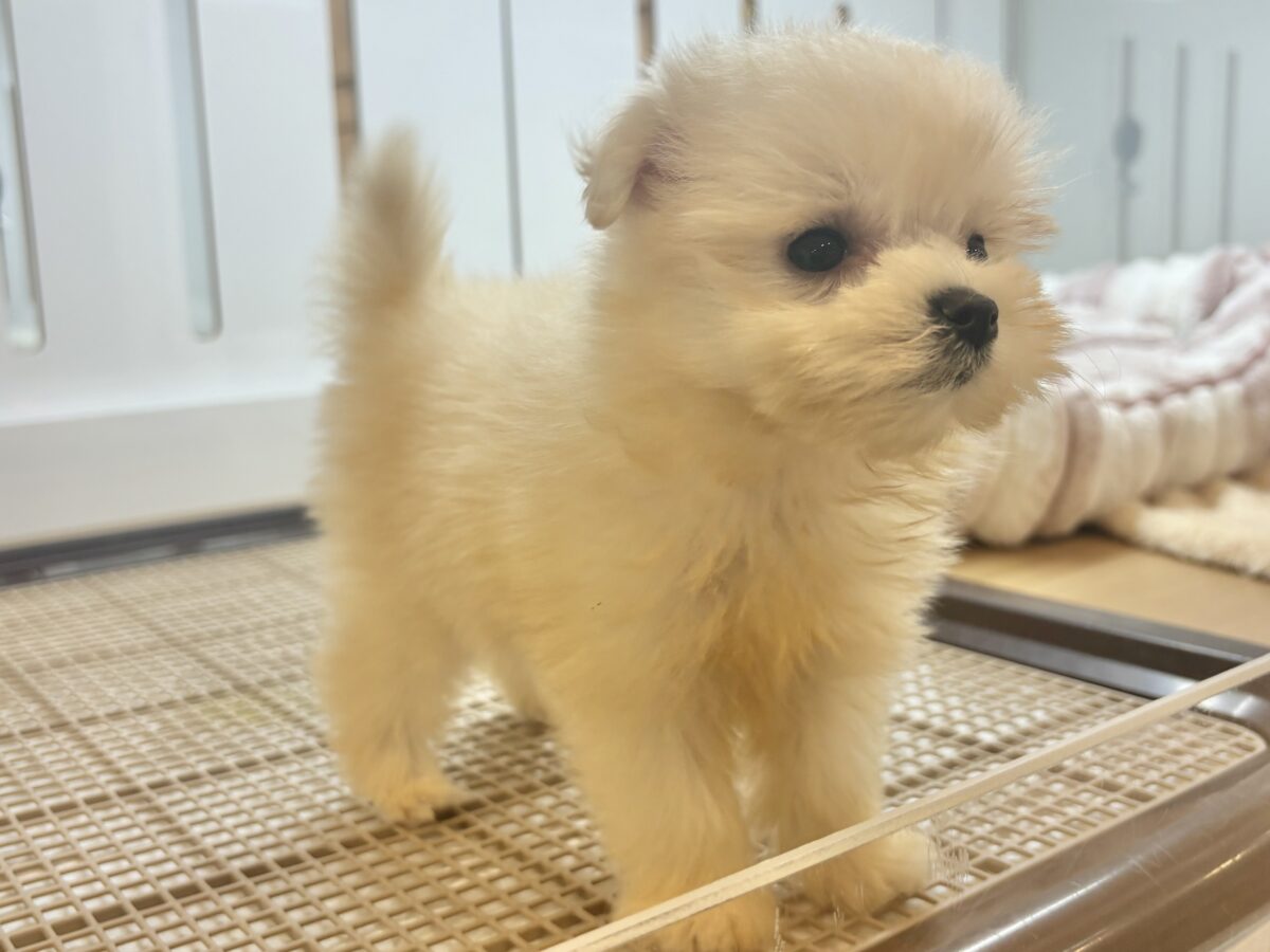 チワマル（マルチワ）