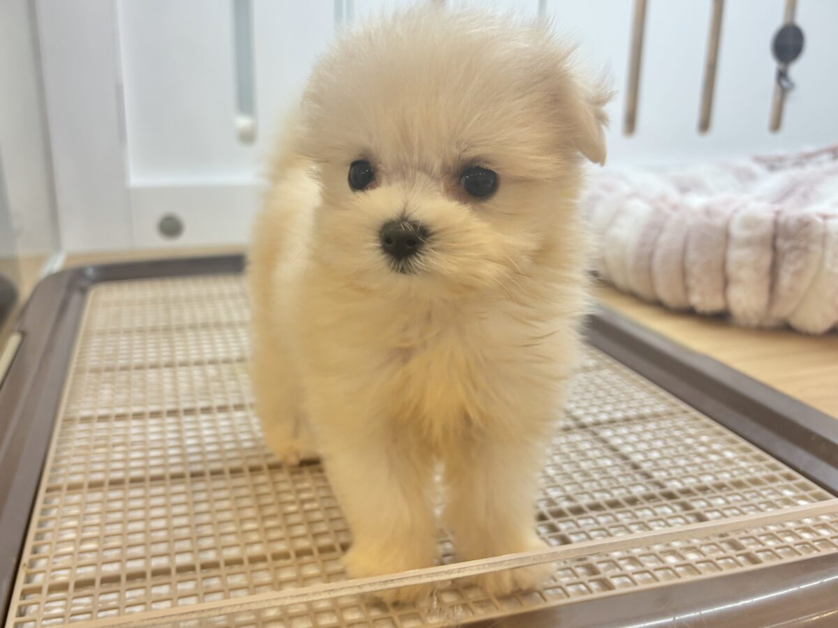 チワマル（マルチワ）