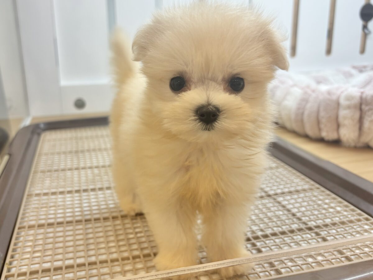 チワマル（マルチワ）